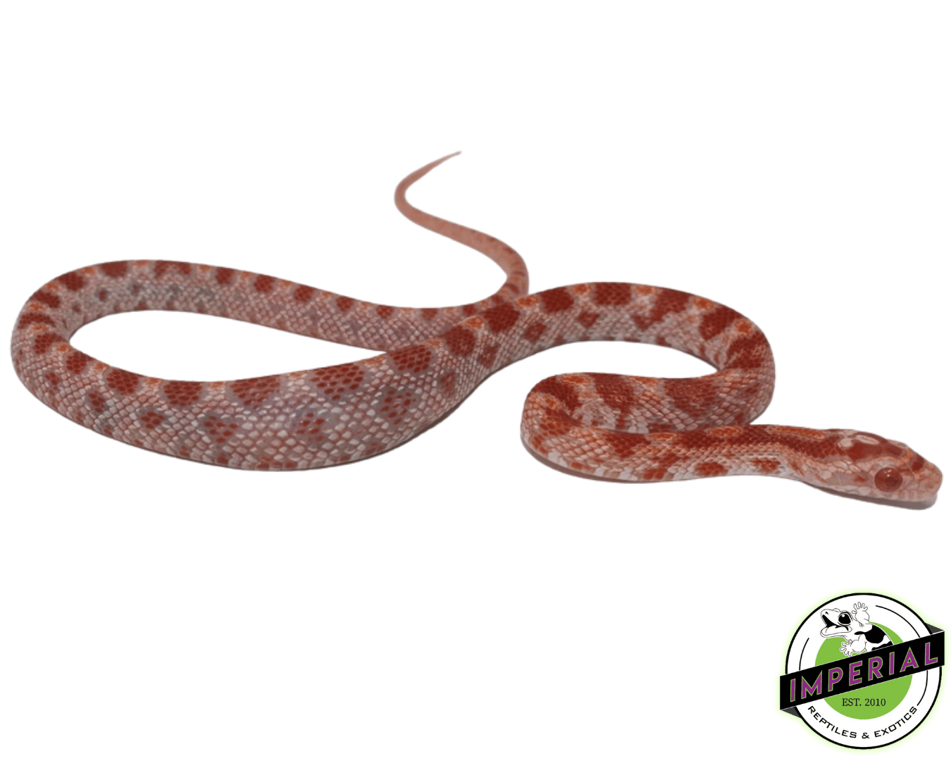 Albino (Amel) Corn Snake Baby