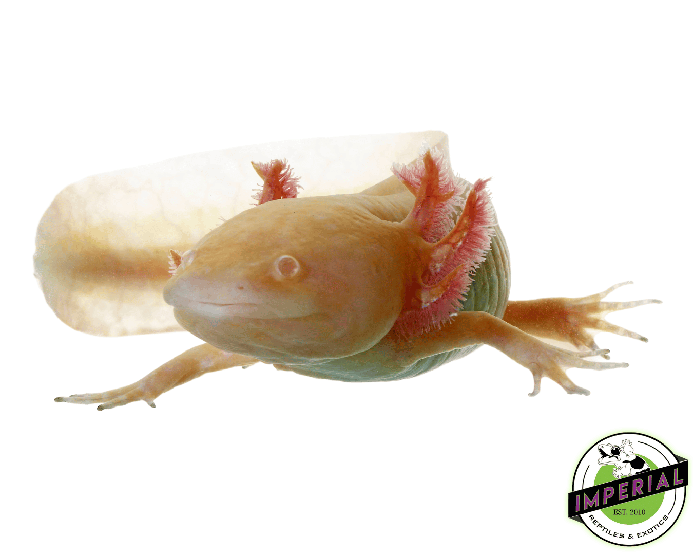 Albino Axolotl (2-3")