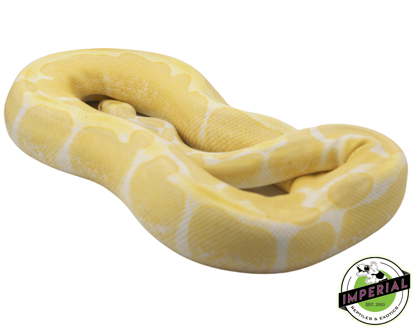 Albino Ball Python Adult — image 2