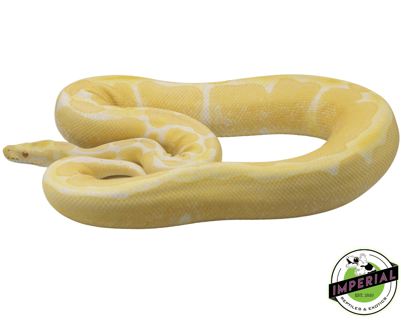Albino Ball Python Adult