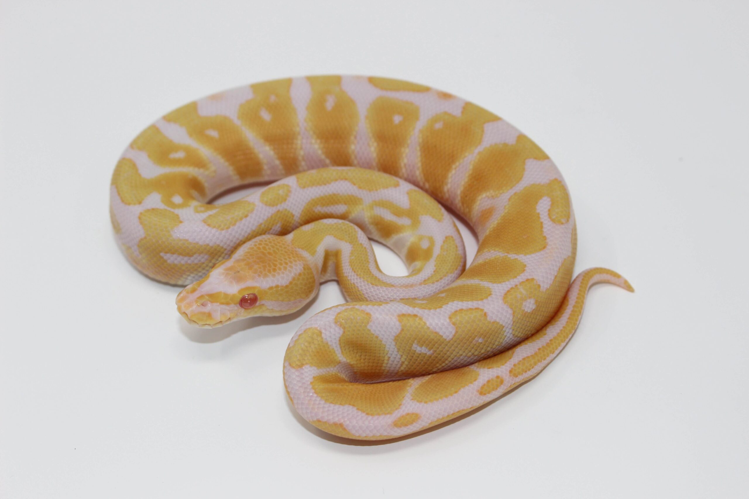 Albino Ball Python — image 3