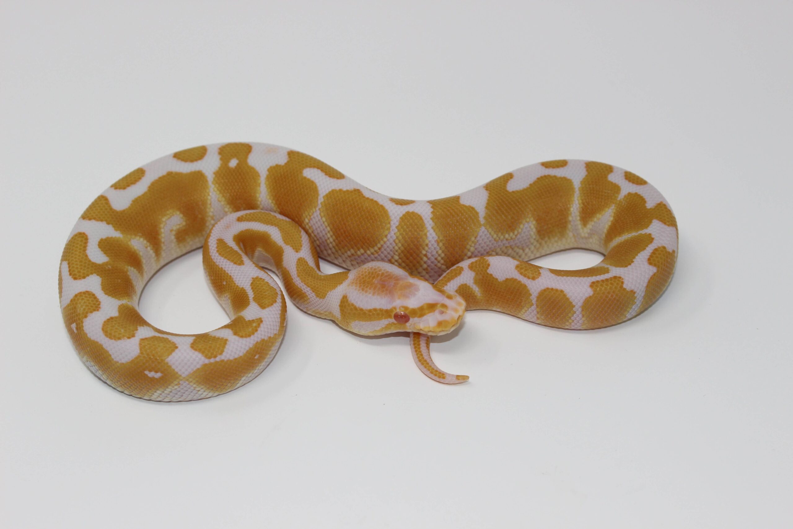 Albino Ball Python — image 2