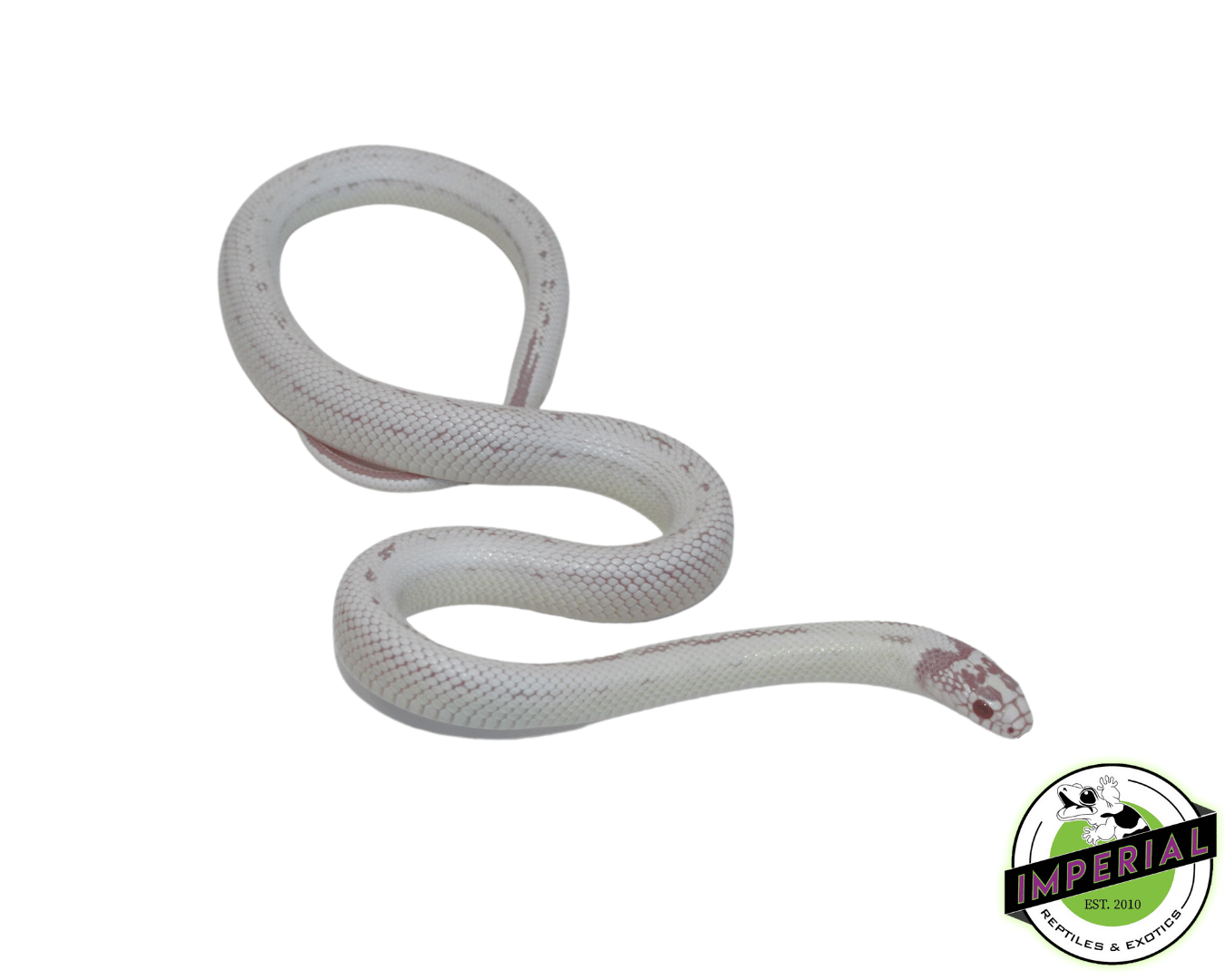 Albino Banana California Kingsnake — image 2