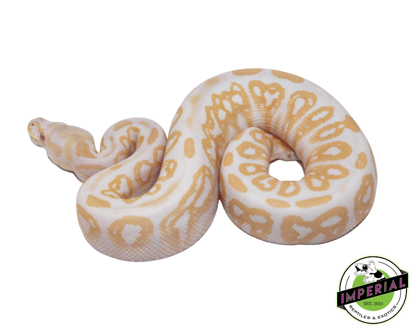 Albino Black Pastel Ball Python — image 2
