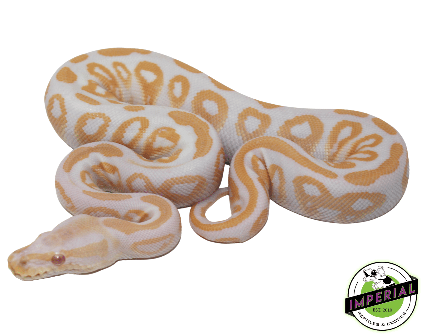 Albino Black Pastel Ball Python