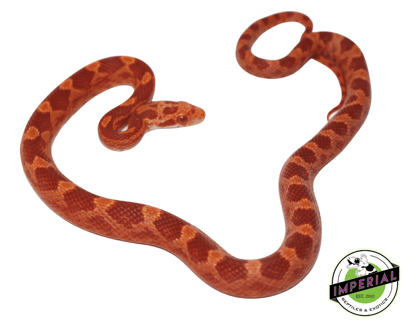 Albino Blood Red Corn Snake