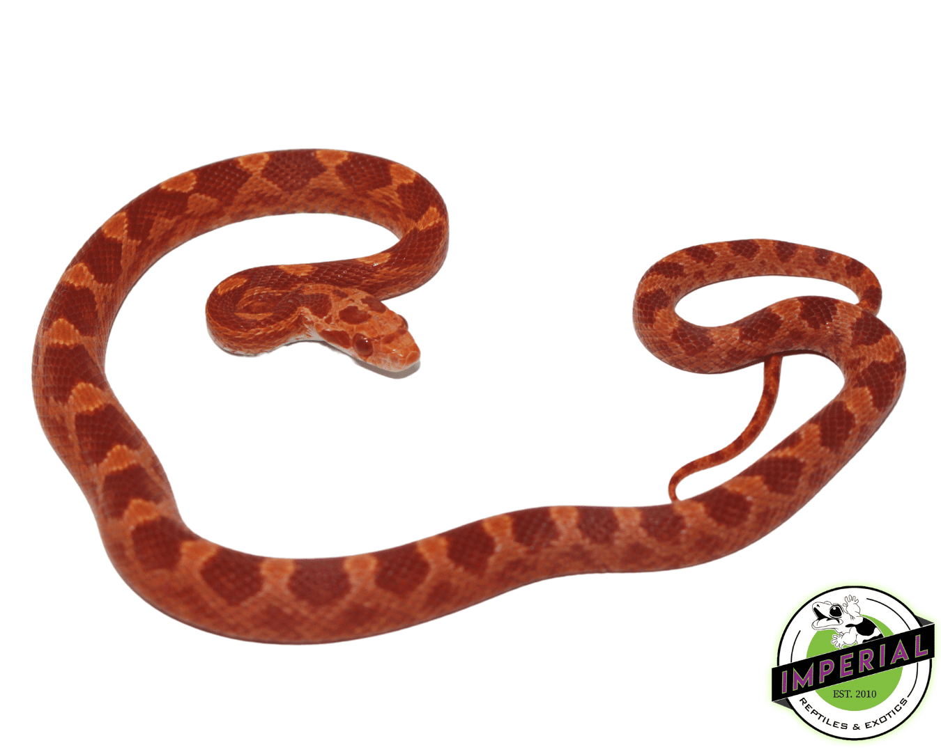 Albino Blood Red Corn Snake — image 2