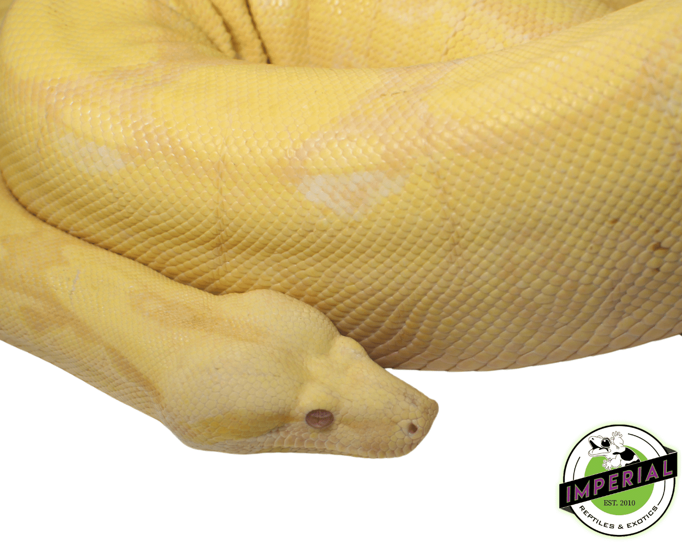 Albino Boa Adult — image 2