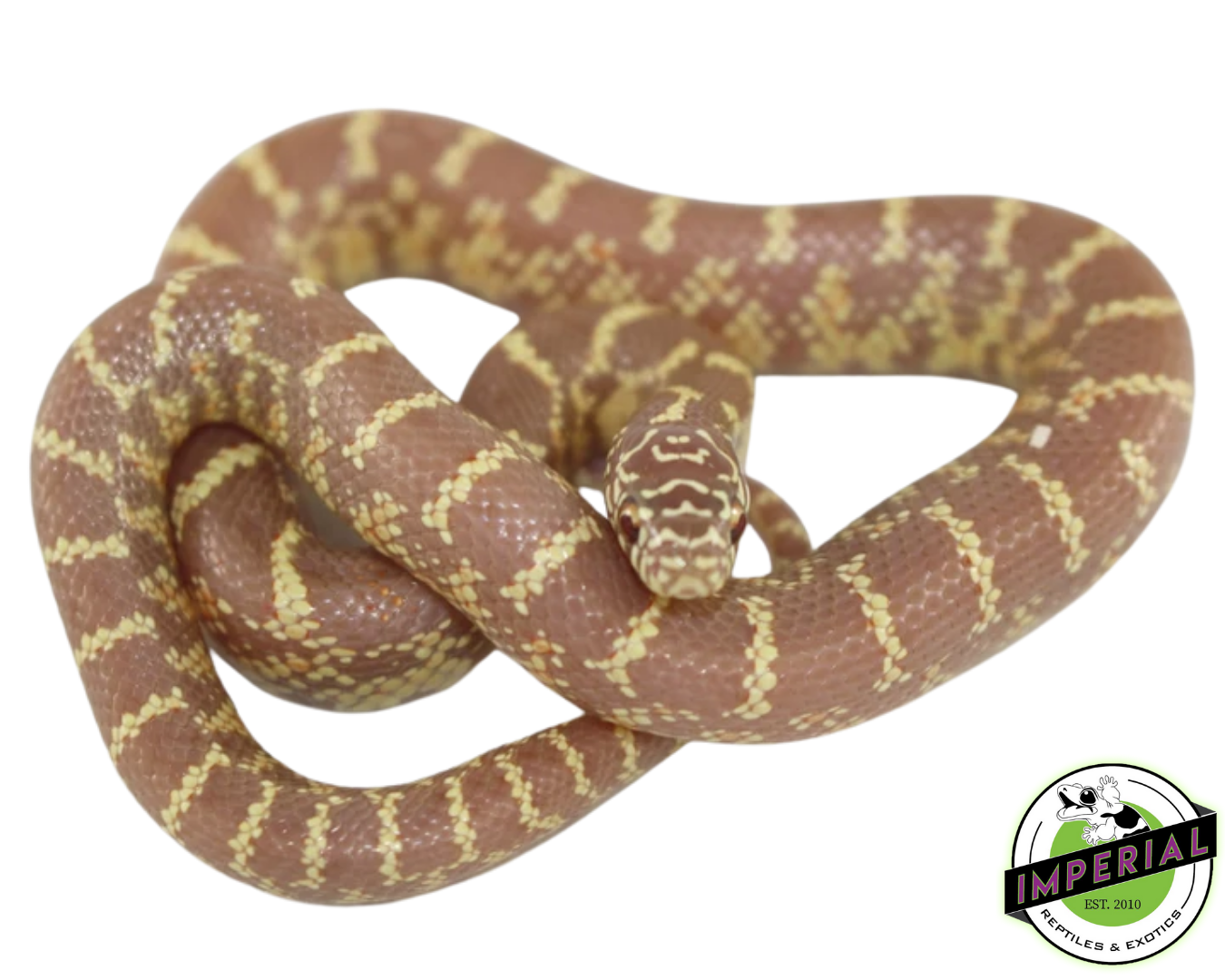 Albino Brooks Kingsnake Baby — image 2
