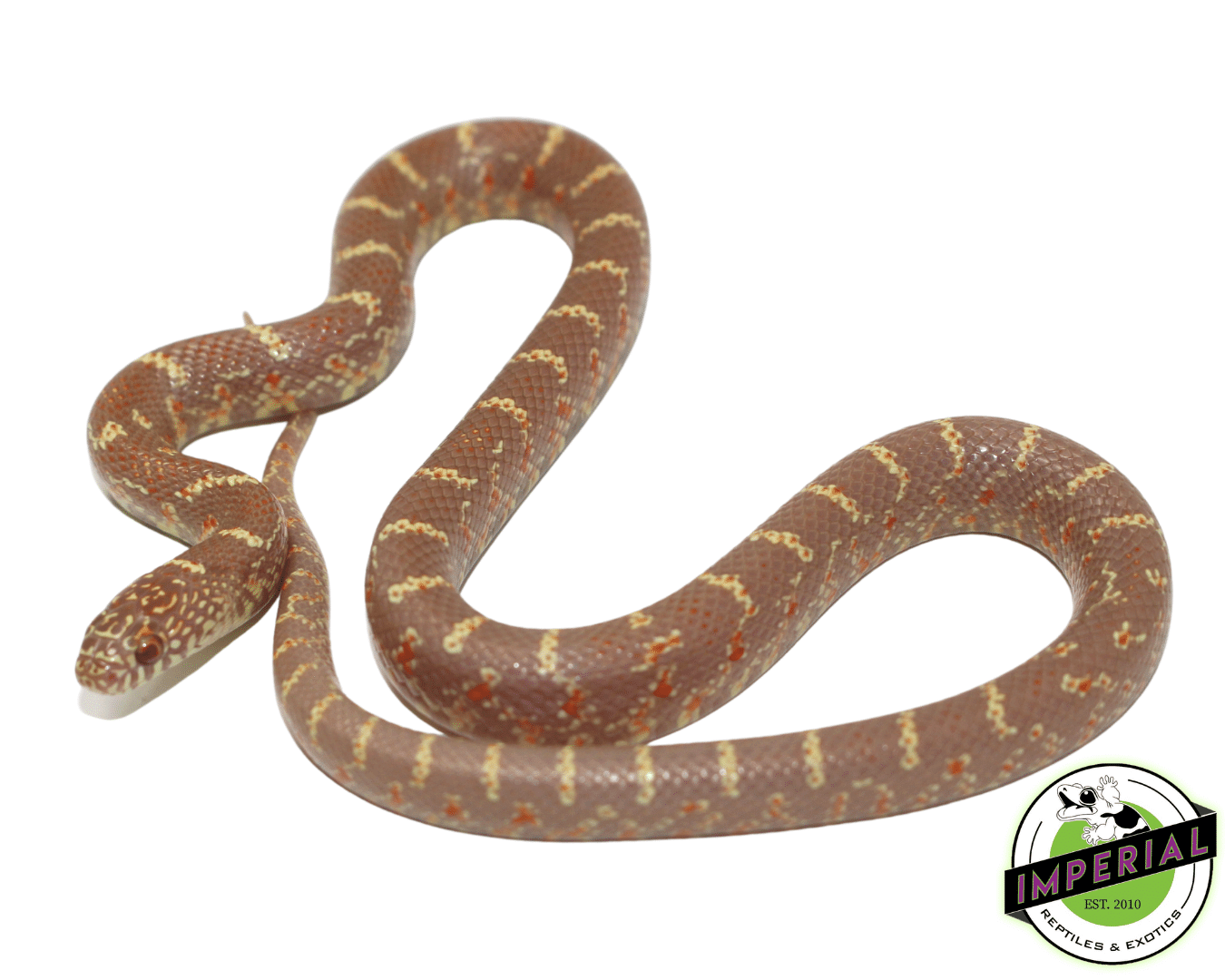 Albino Brooks Kingsnake Baby