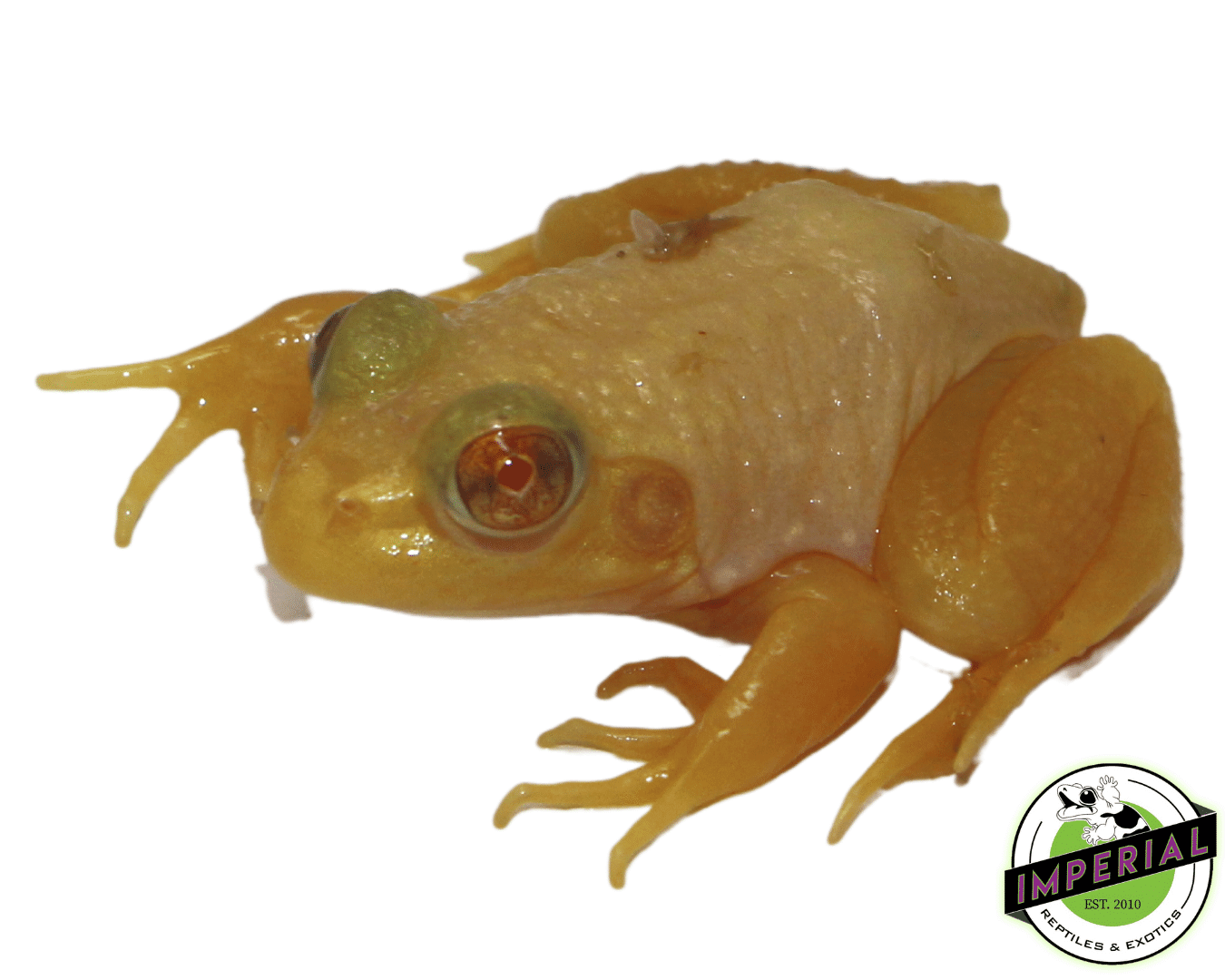 Albino Bullfrog Baby