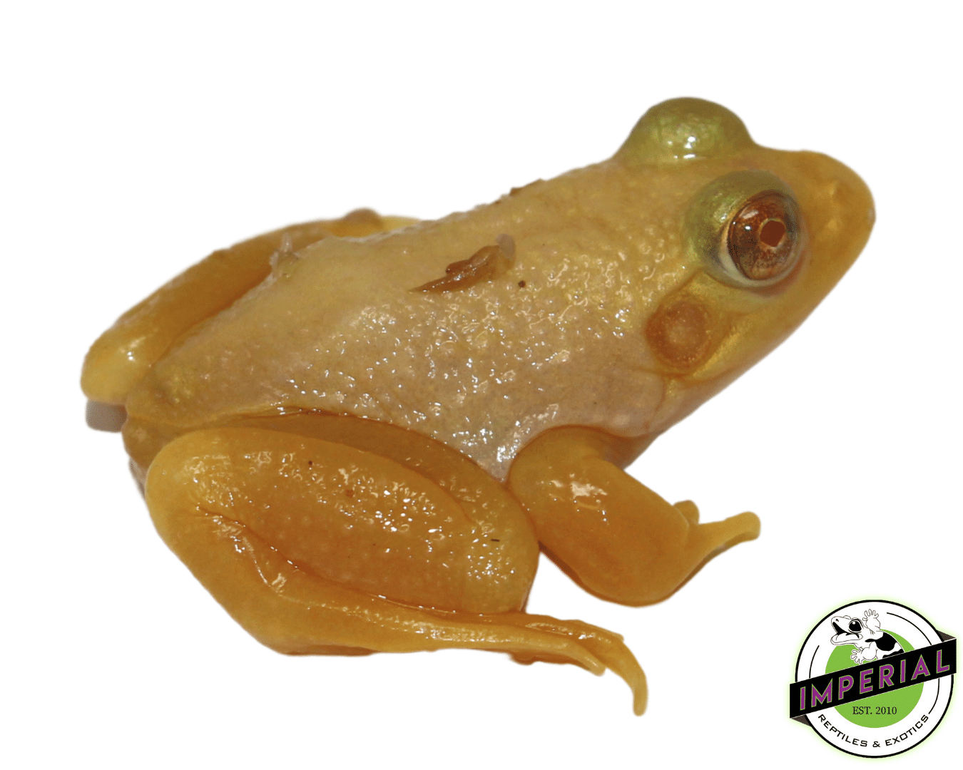 Albino Bullfrog Baby — image 2