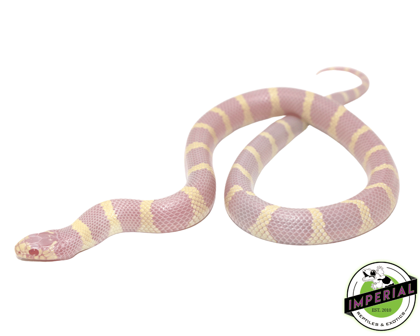 Albino California Kingsnake Baby