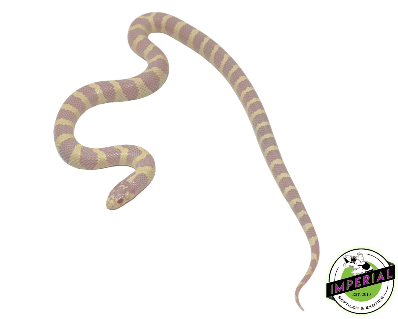 Albino California Kingsnake Baby — image 3