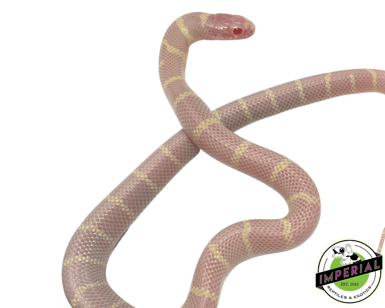 Albino California Kingsnake Baby — image 2
