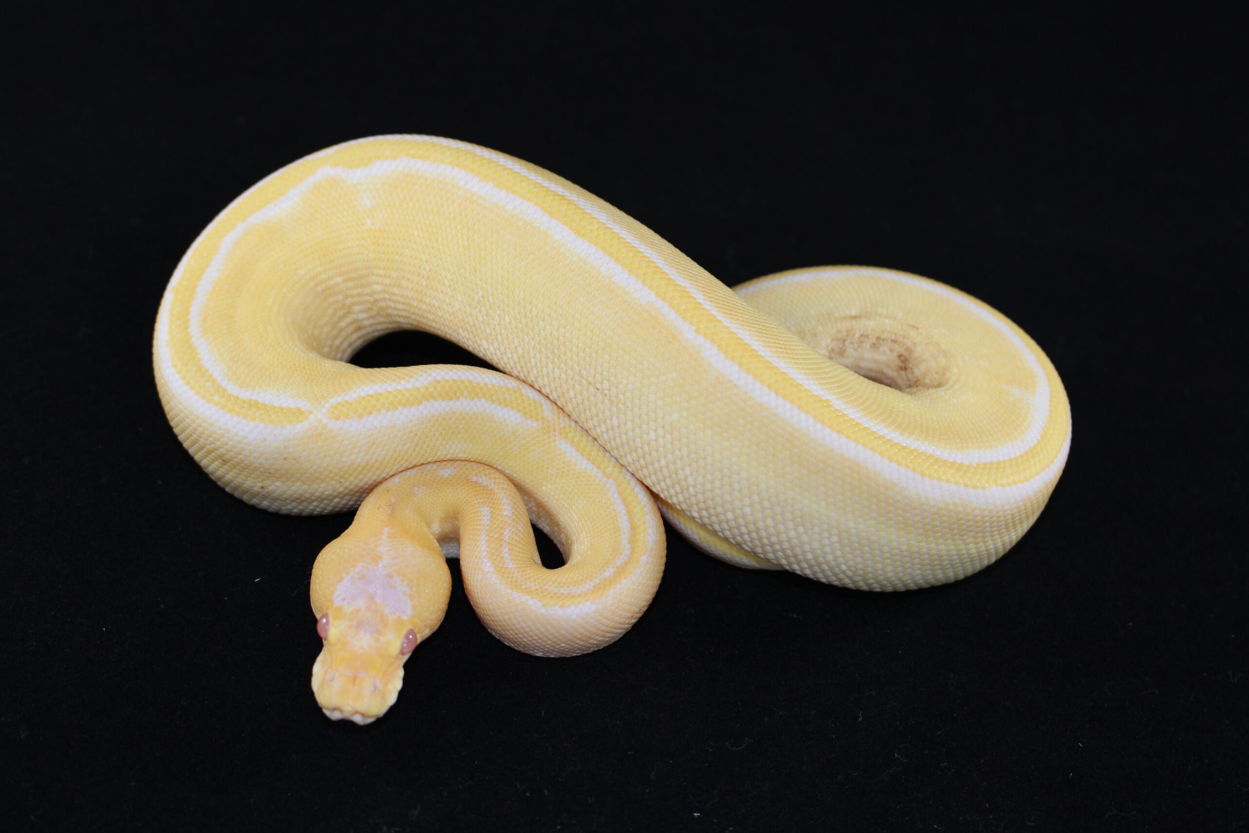 Albino Champagne Ball Python — image 3