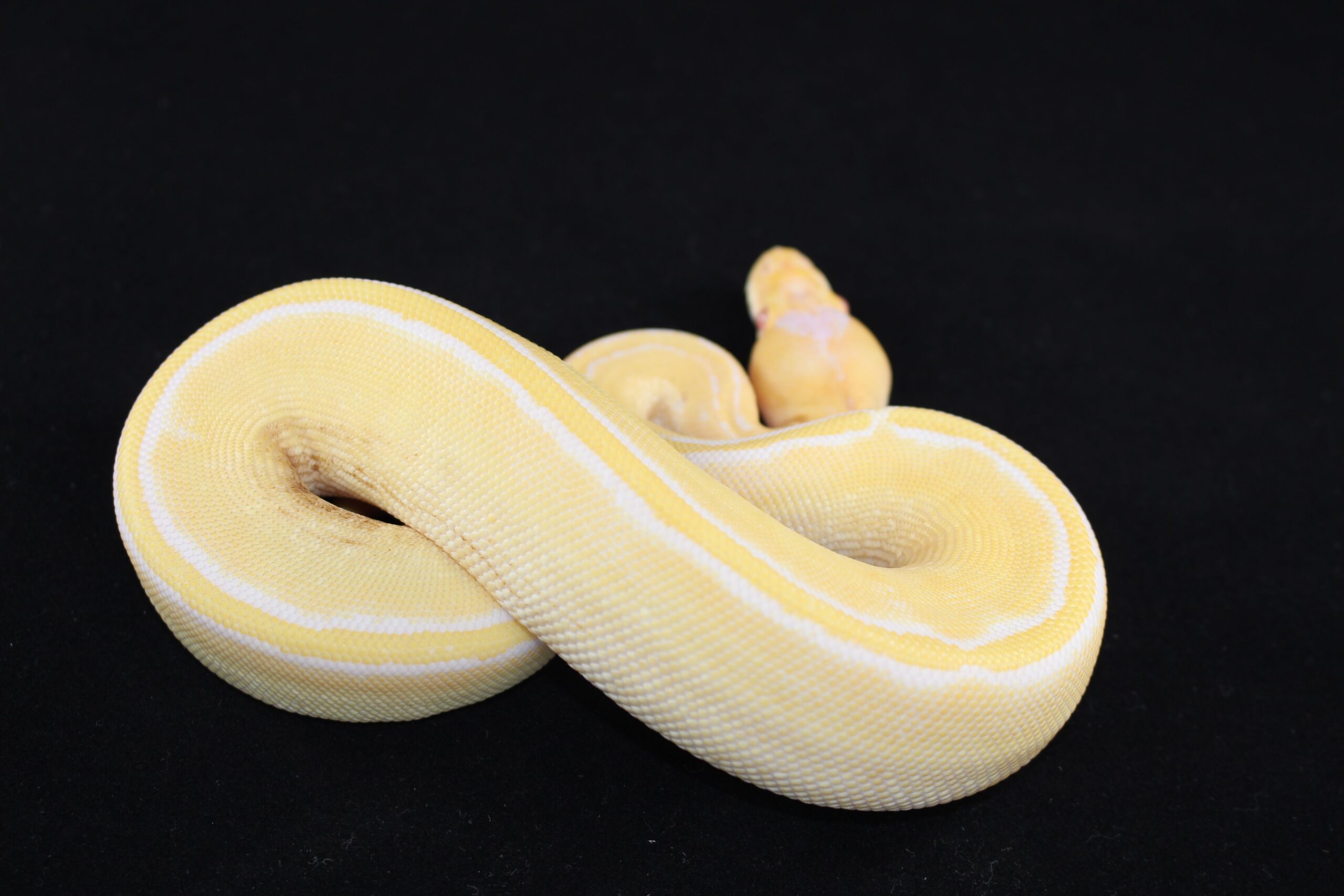 Albino Champagne Ball Python — image 2