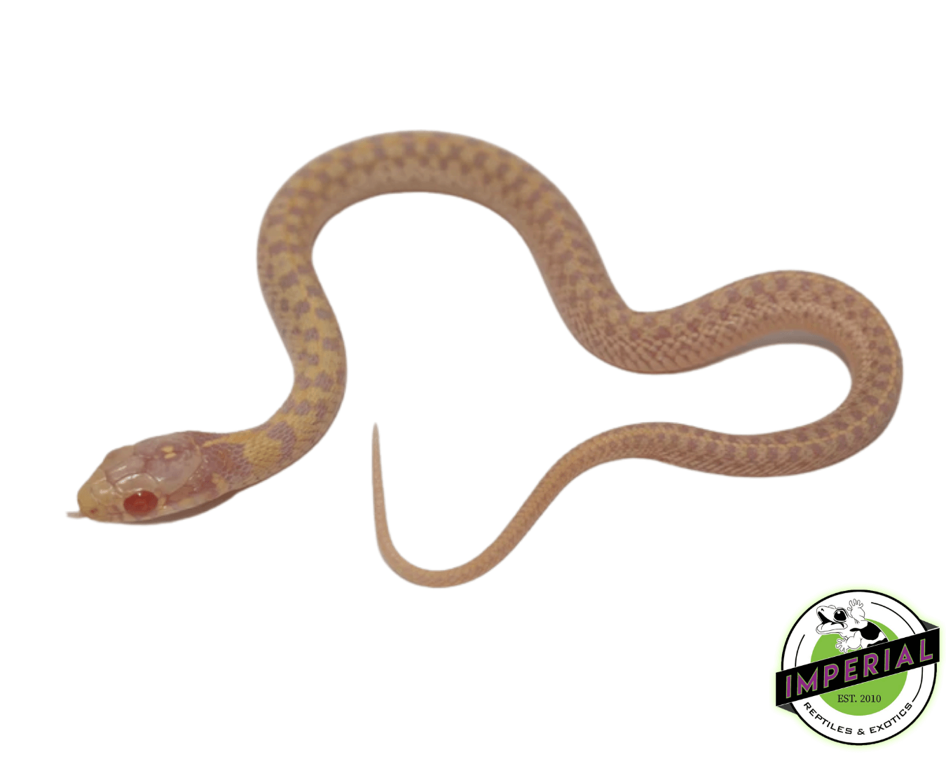 Albino Checkered Garter Snake Baby