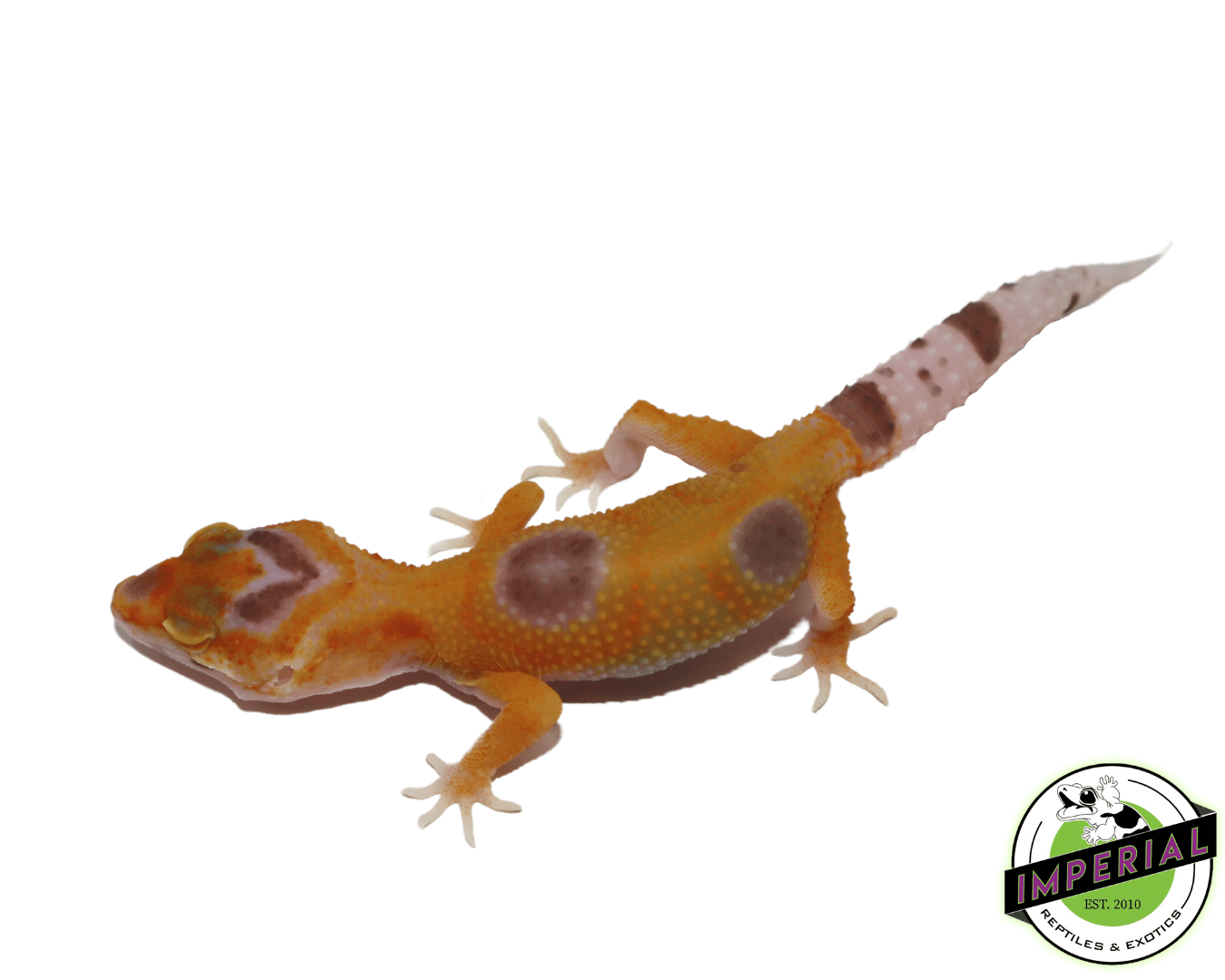 Albino Clown Leopard Gecko Baby — image 2