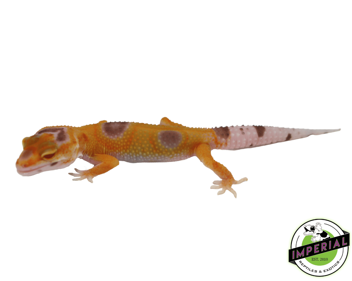 Albino Clown Leopard Gecko Baby