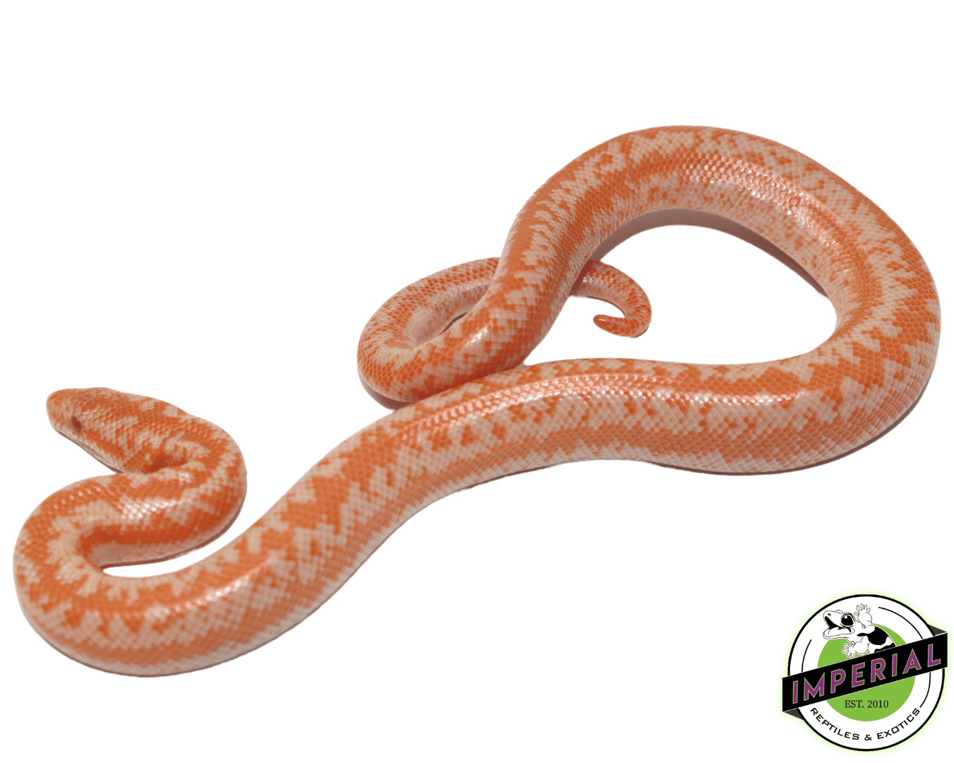 Albino Coastal Rosy Boa Baby — image 3