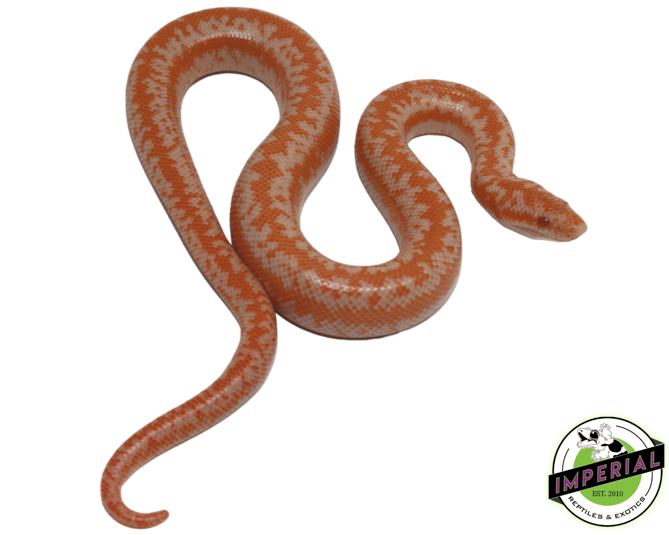 Albino Coastal Rosy Boa Baby — image 2