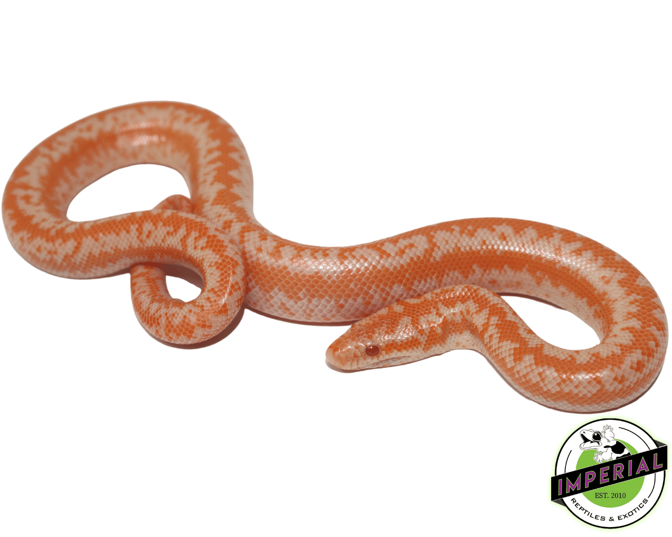 Albino Coastal Rosy Boa Baby
