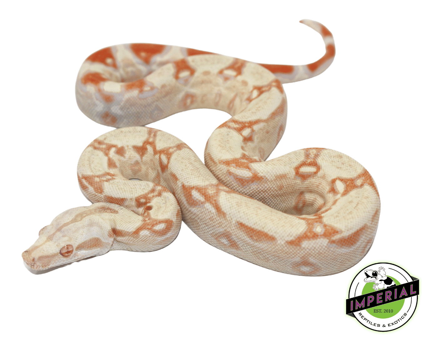 Albino Colombian Boa Baby — image 2