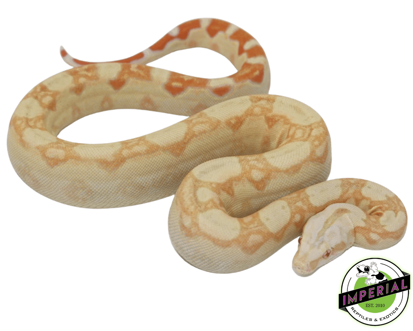 Albino Colombian Boa Baby — image 3