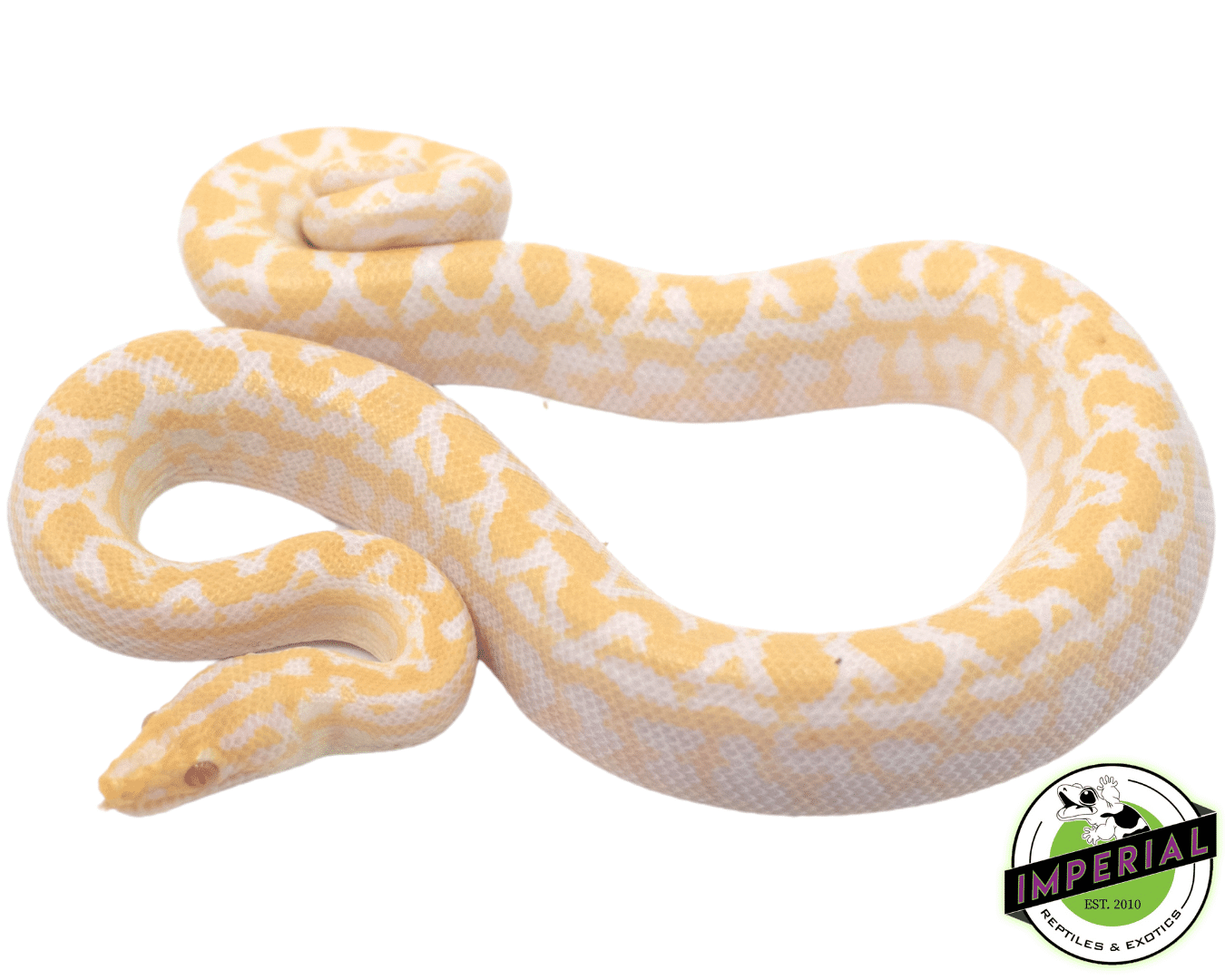 Albino Colombian Rainbow Boa — image 2