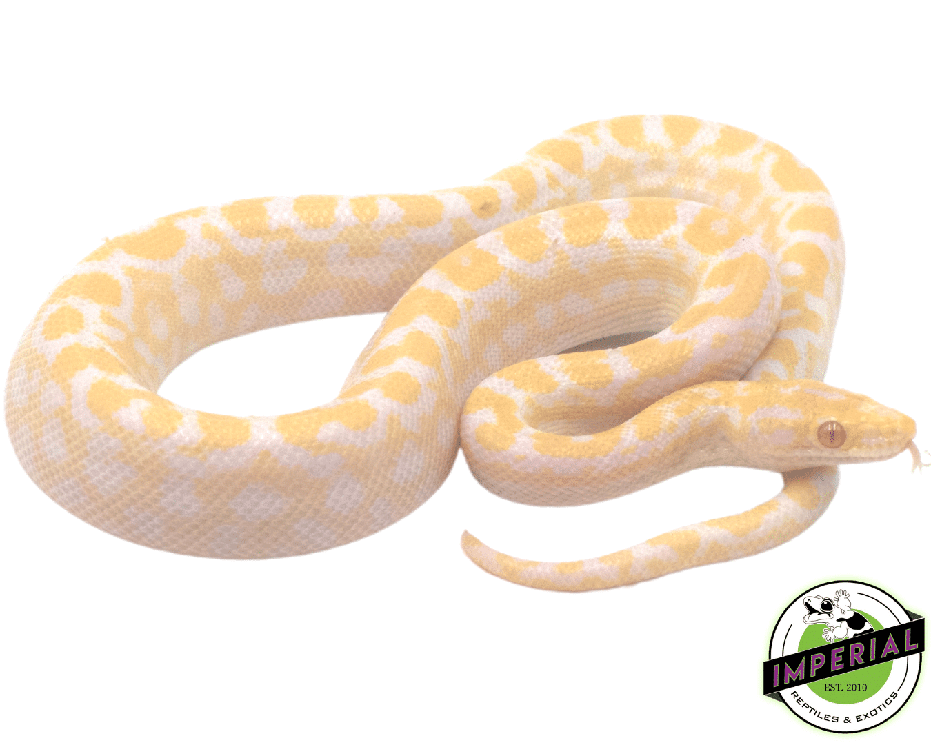 Albino Colombian Rainbow Boa