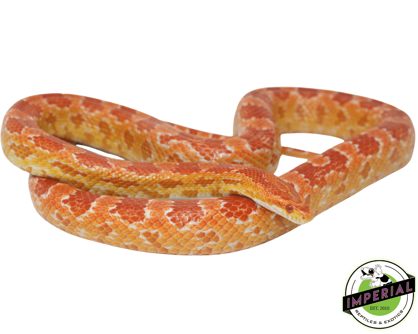 Albino Corn Snake Adult Male — image 2