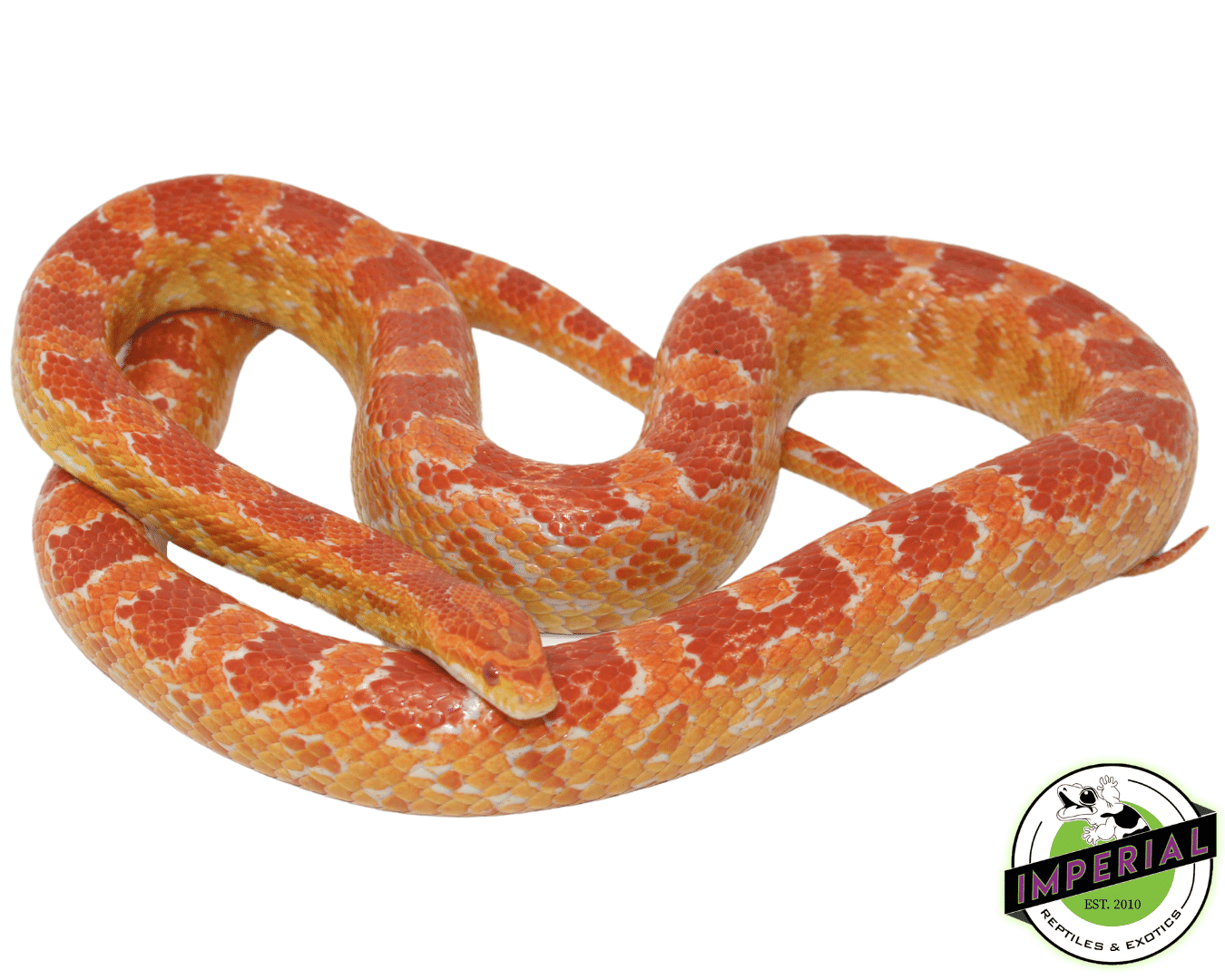 Albino Corn Snake Adult Male