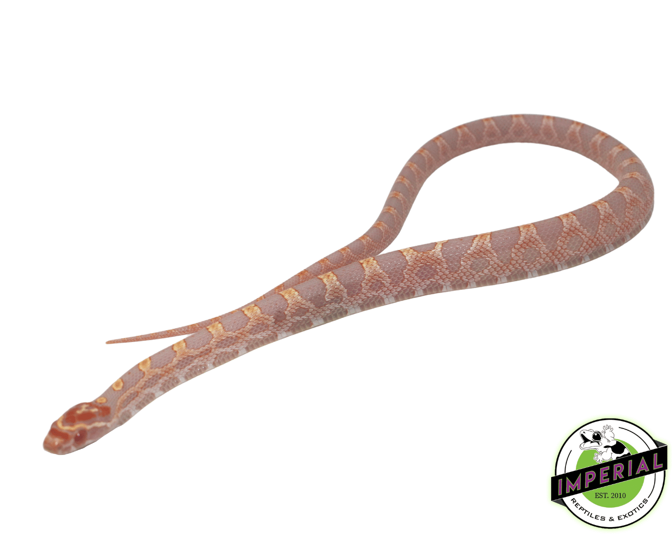 Albino Extreme Okeetee Cornsnake — image 2