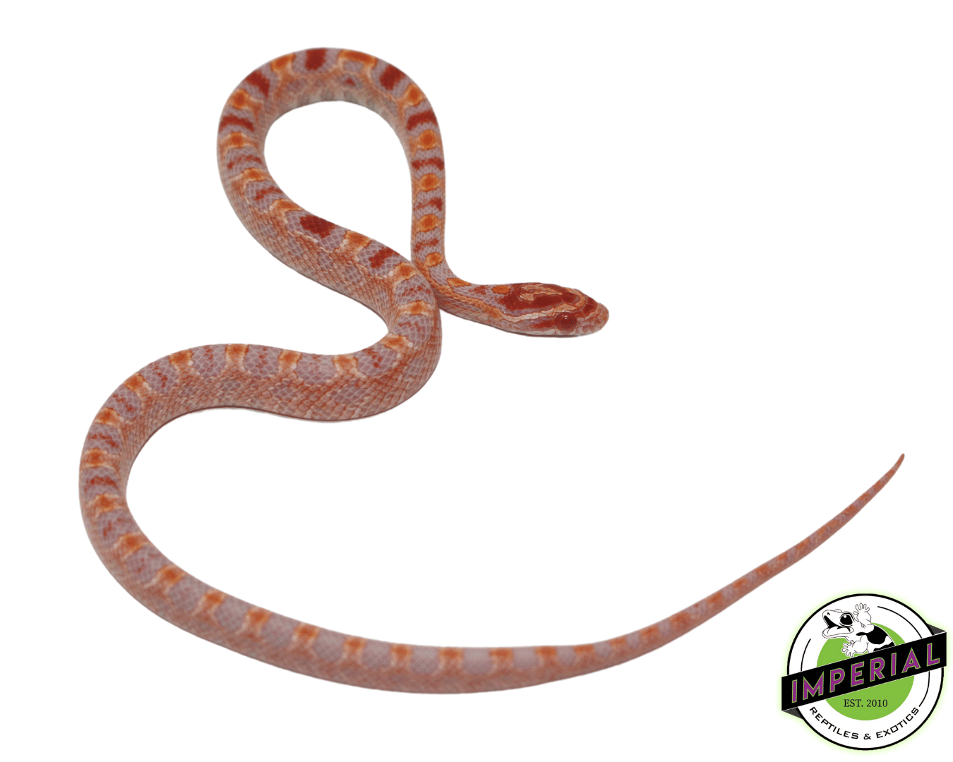 Albino Extreme Reverse Okeetee Corn Snake Baby — image 2