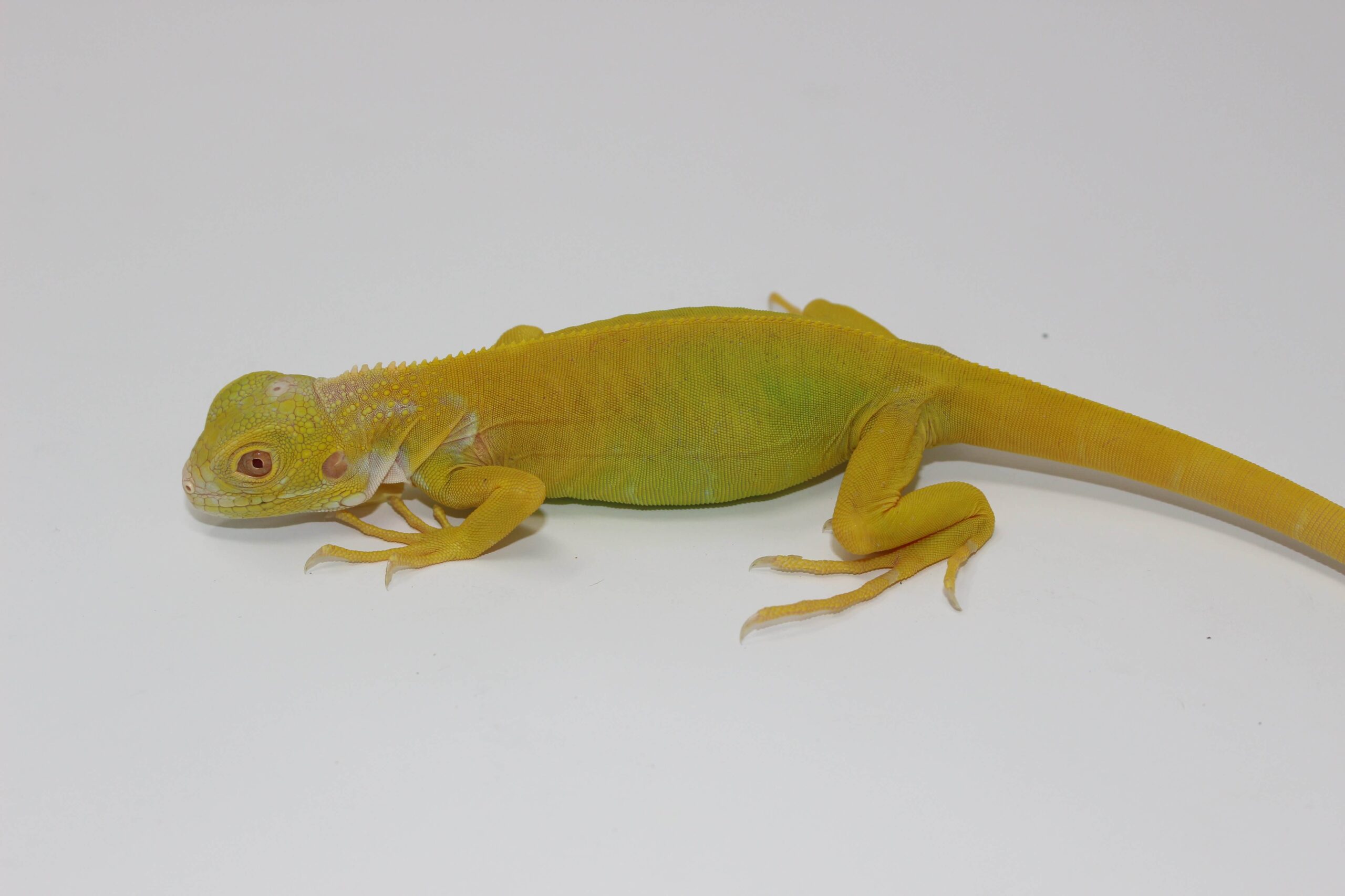 Albino Green Iguana Juvenile — image 2