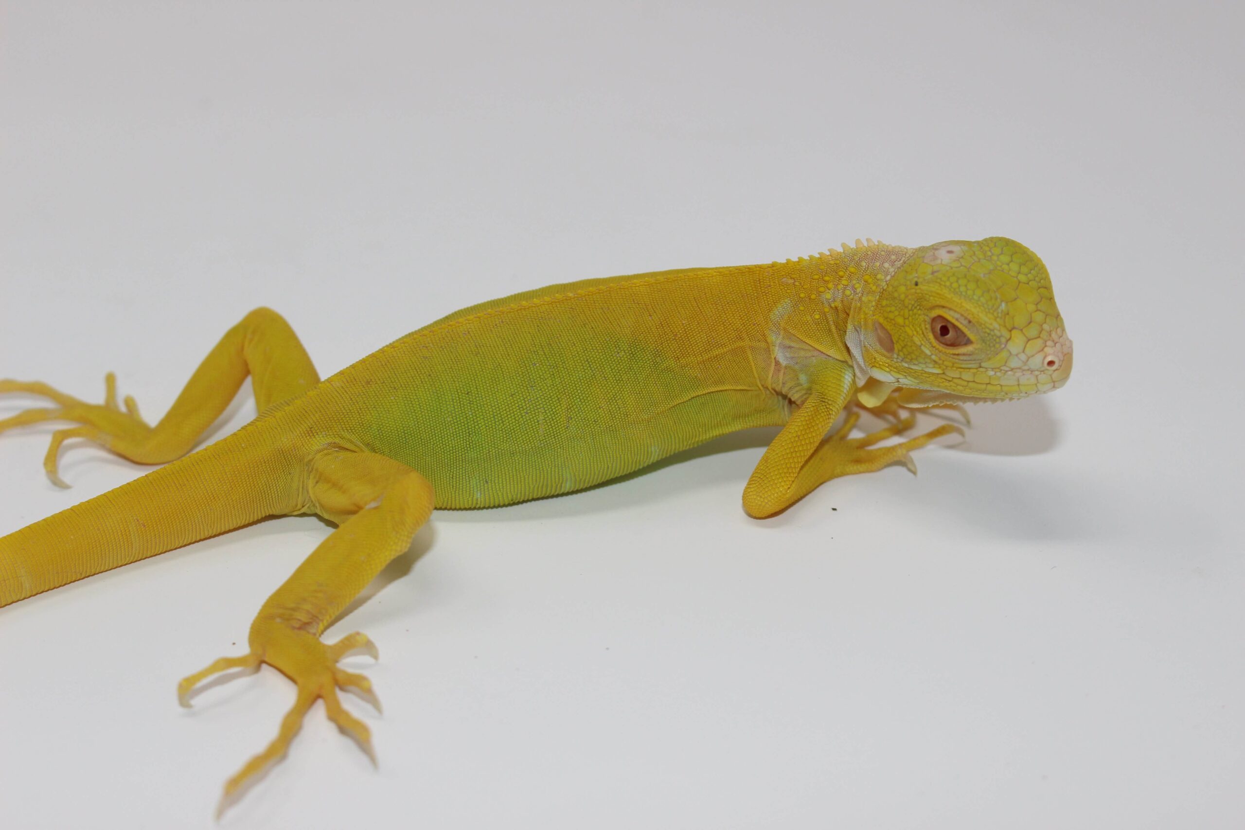 Albino Green Iguana Juvenile — image 3