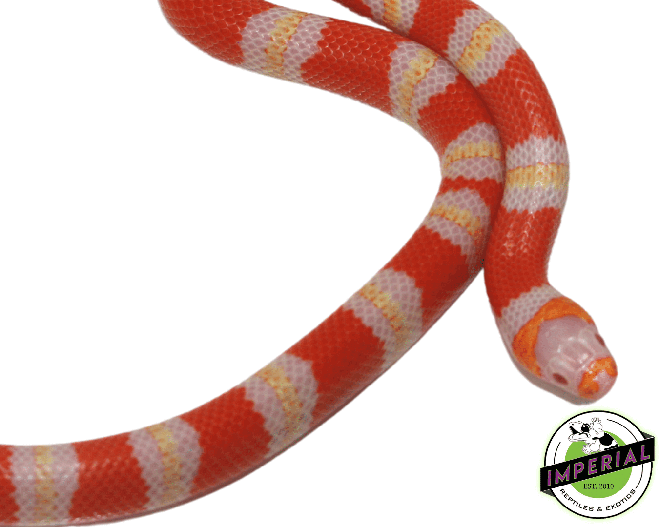 Albino Honduran Milksnake — image 2