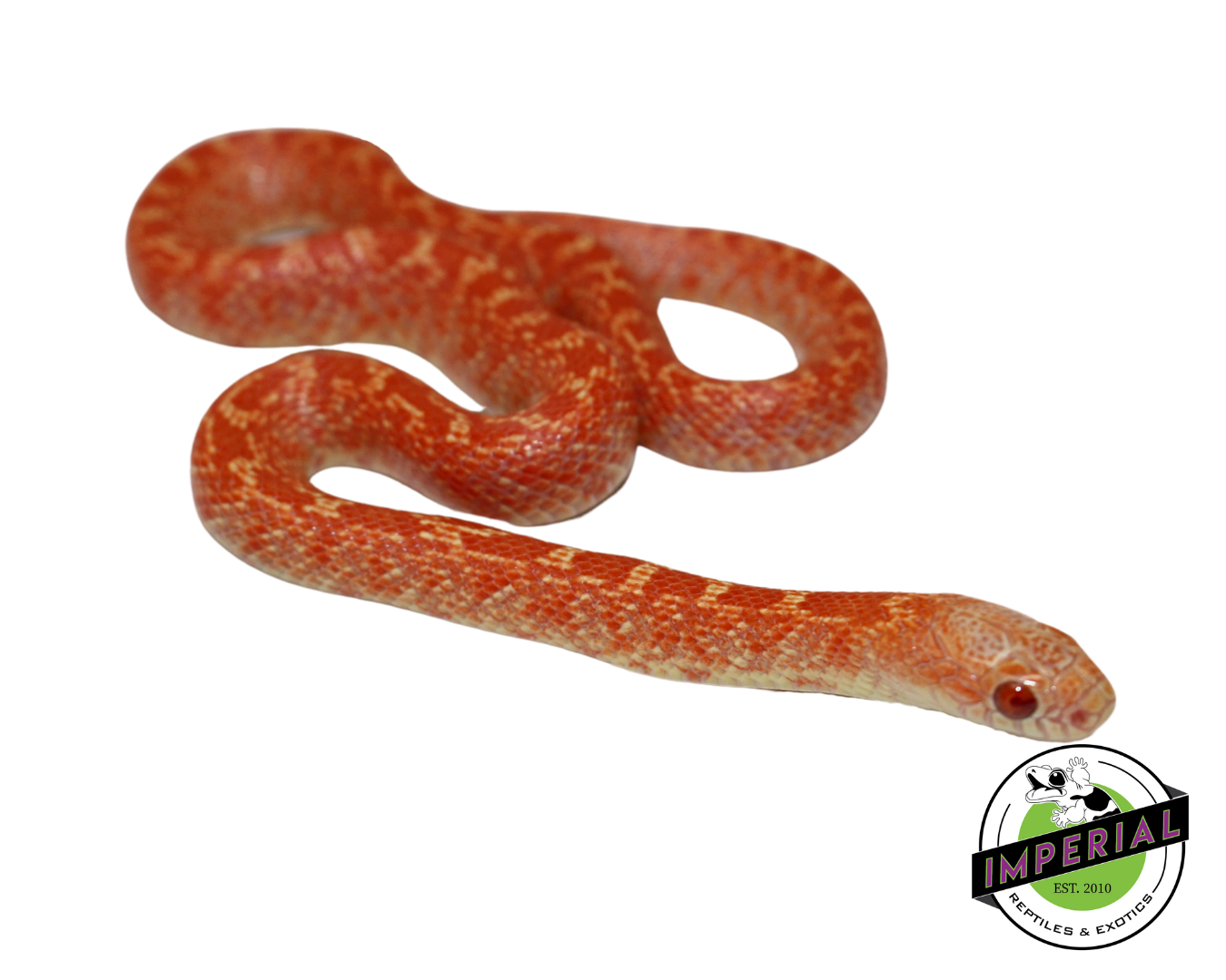 Albino Hypo Brooks Kingsnake Baby