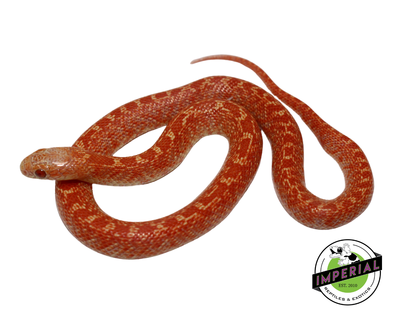 Albino Hypo Brooks Kingsnake Baby — image 2