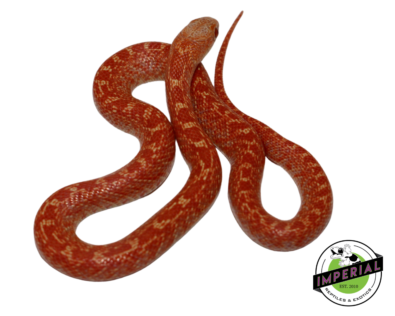 Albino Hypo Brooks Kingsnake Baby — image 3