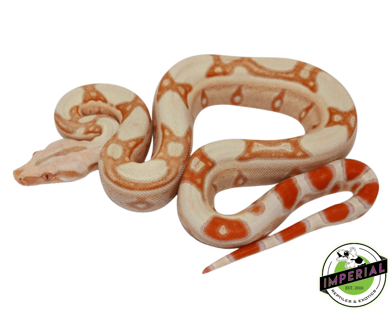 Albino Jungle Colombian Boa Baby