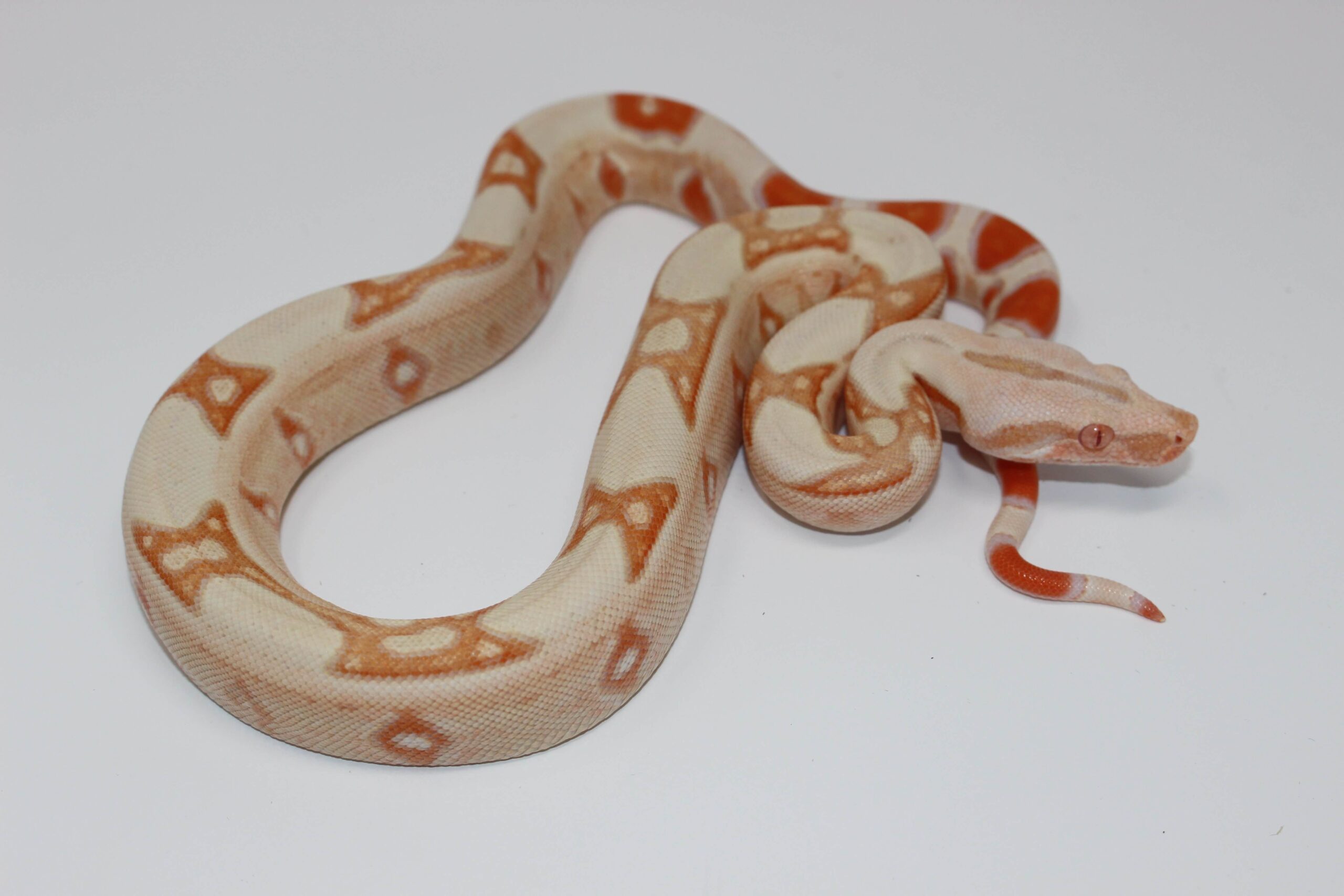 Albino Jungle Colombian Boa Baby — image 2