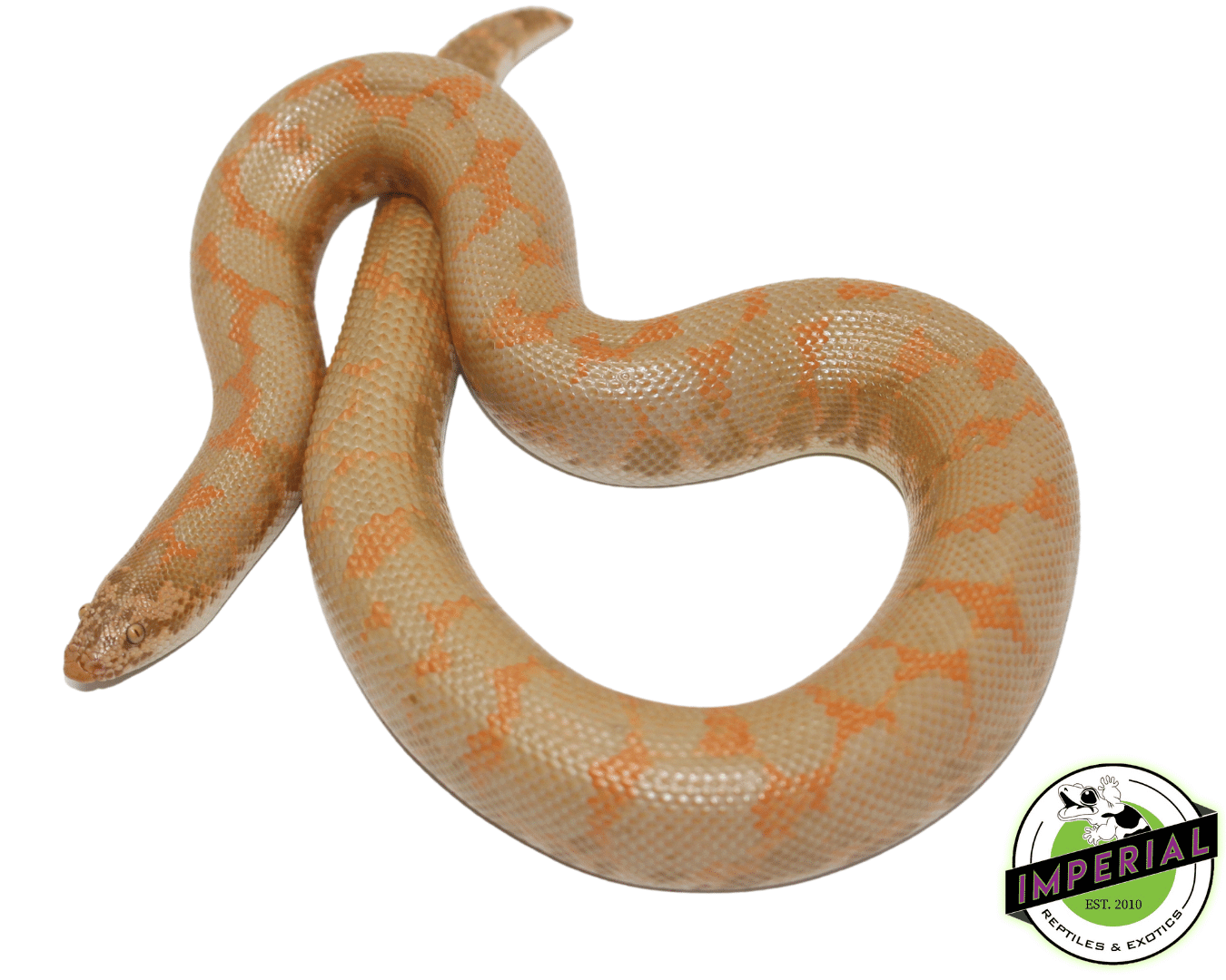 Albino Kenyan Sand Boa Adult — image 2