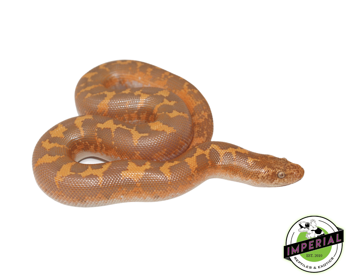 Albino Kenyan Sand Boa Baby — image 2
