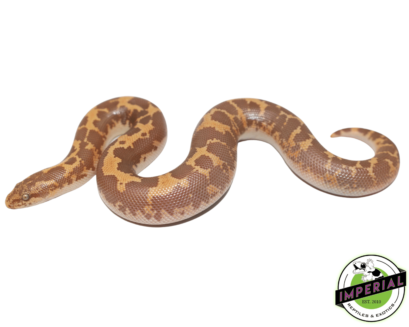 Albino Kenyan Sand Boa Baby