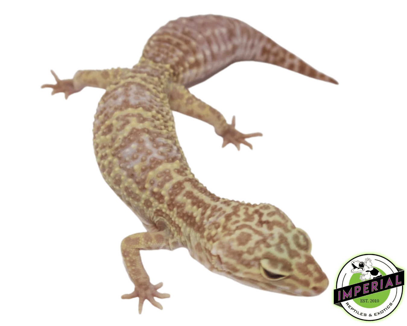 Albino Leopard Gecko Adult