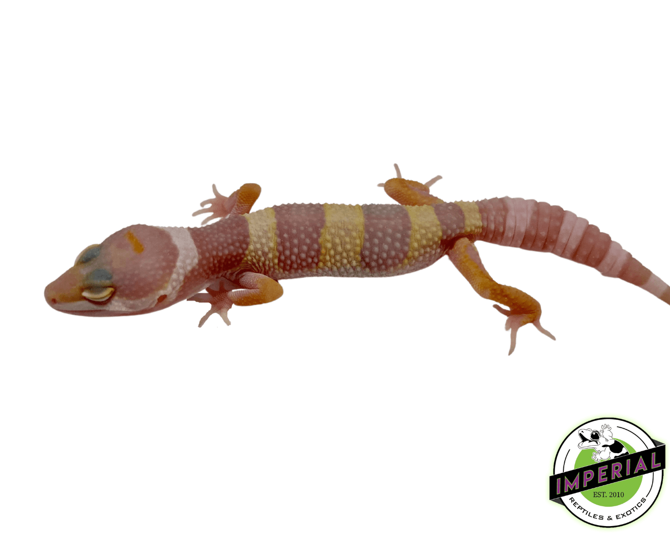 Albino Leopard Gecko Baby