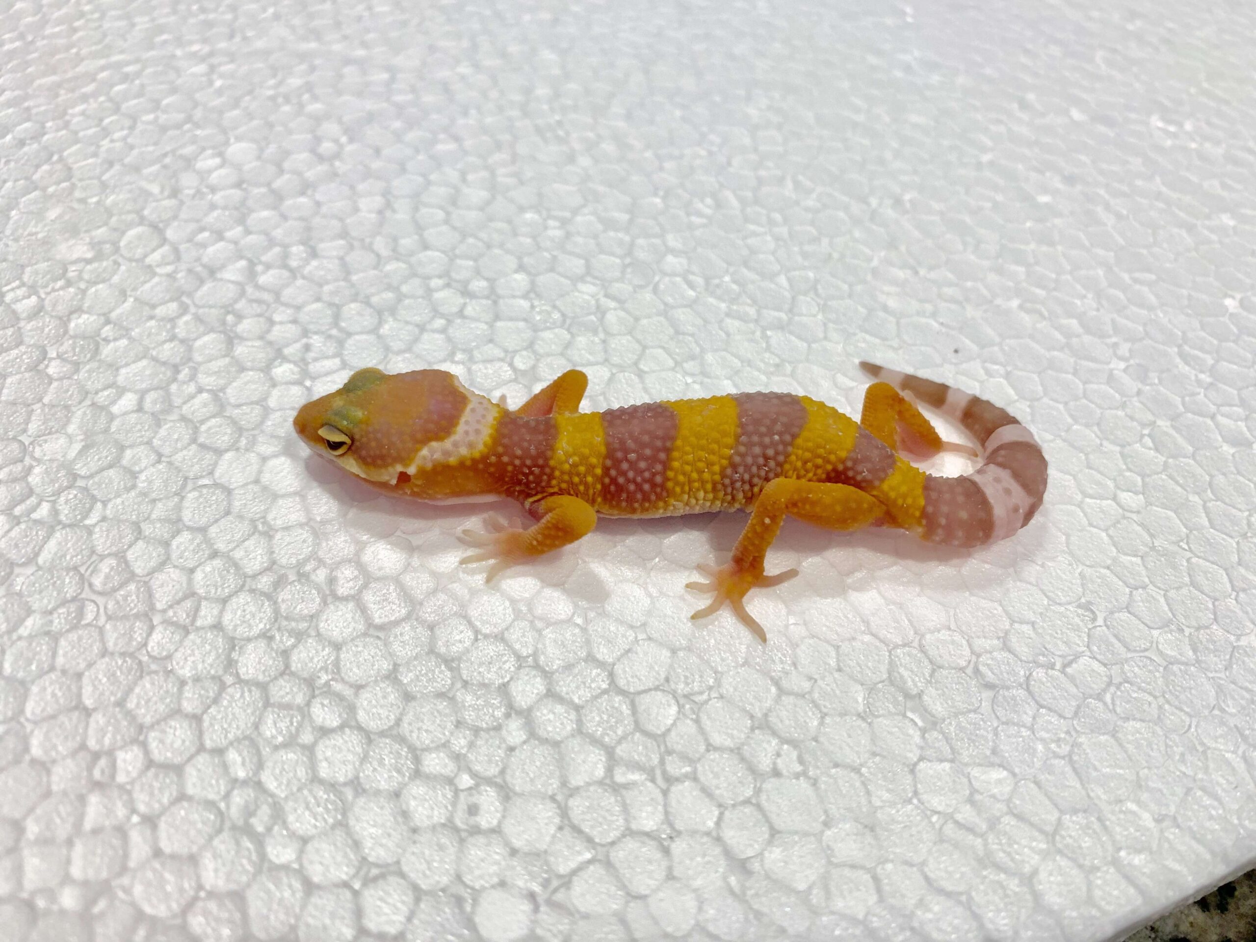 Albino Leopard Gecko Baby — image 2