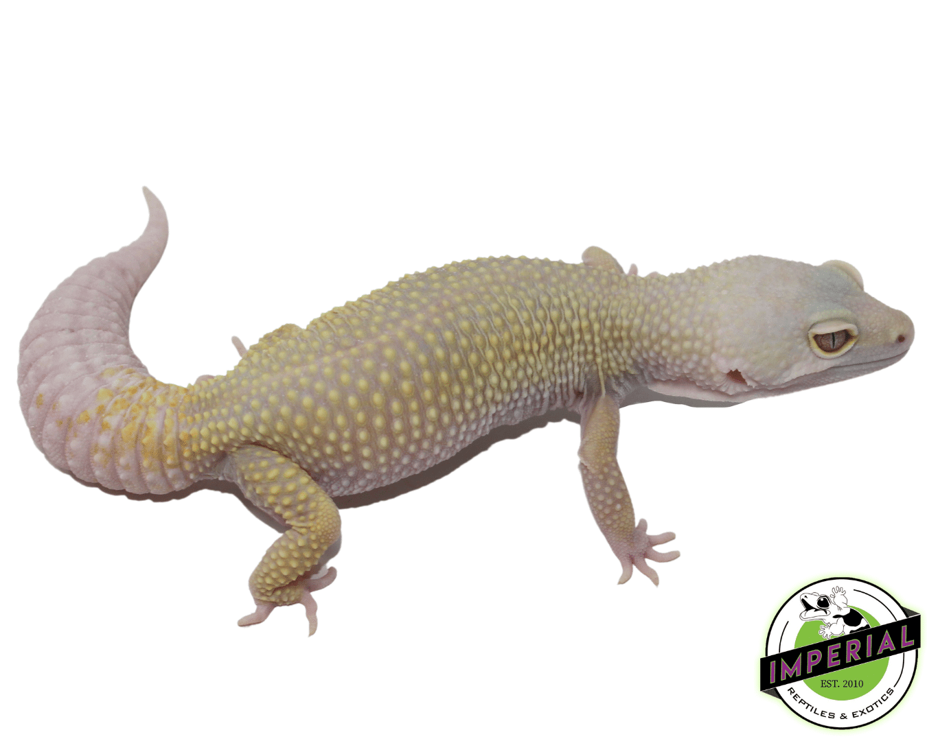 Albino Leucistic Leopard Adult Female — image 2